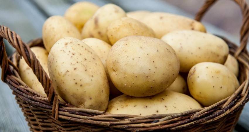 Беларусь уже не входит в Топ-10 производителей картофеля в мире