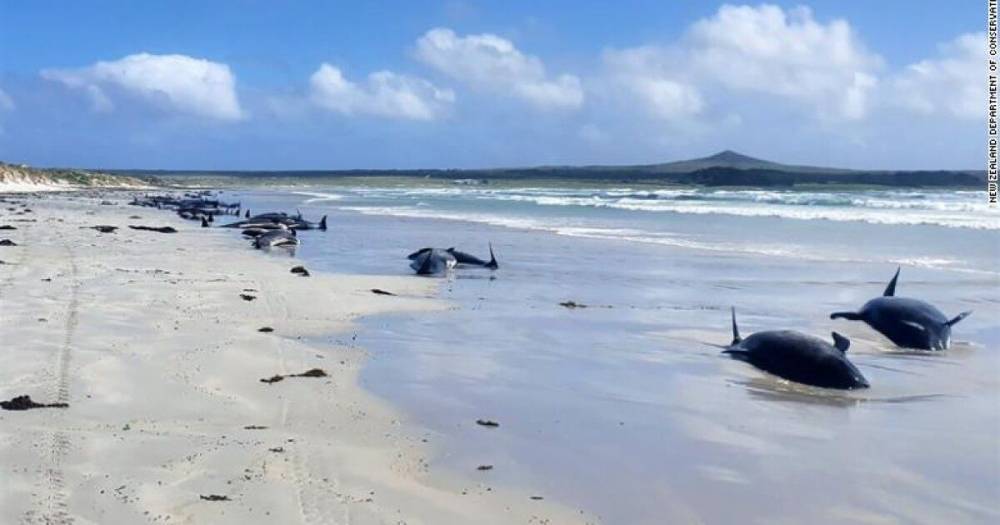Сто китов выбросились на берег в Новой Зеландии