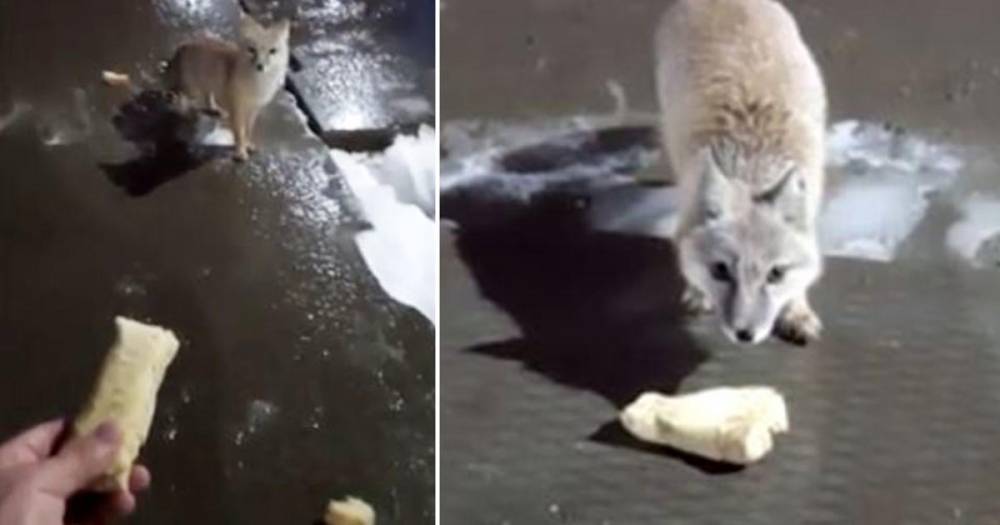 Россиянин покормил дикую лису блином и снял это на видео