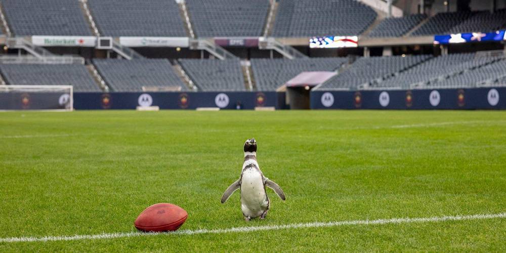 В Чикаго пингвины погуляли по футбольному полю — видео
