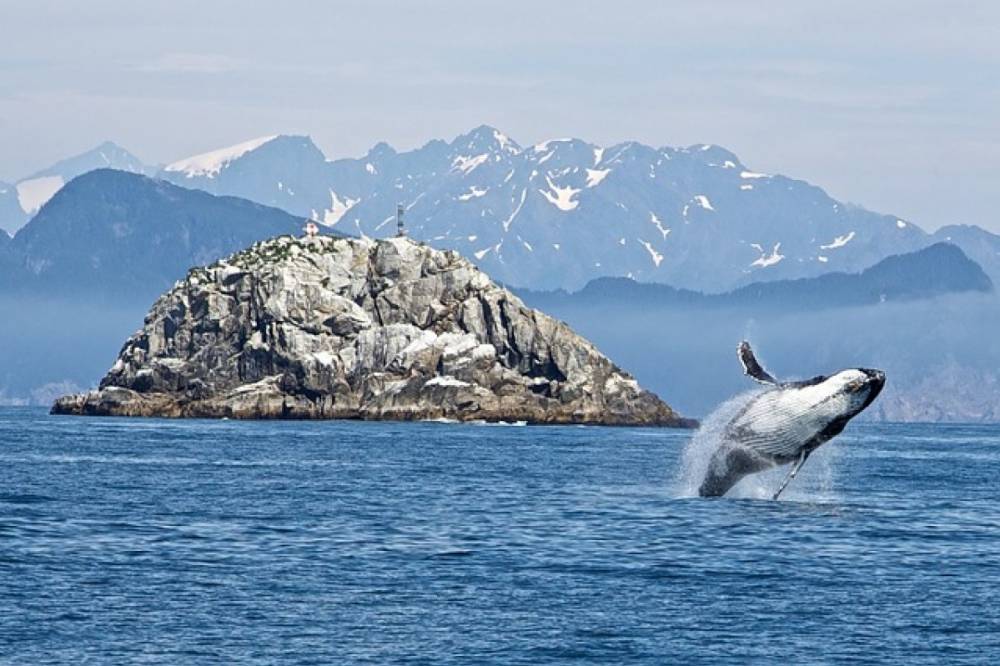 На побережье Новой Зеландии выбросились более 120 китов