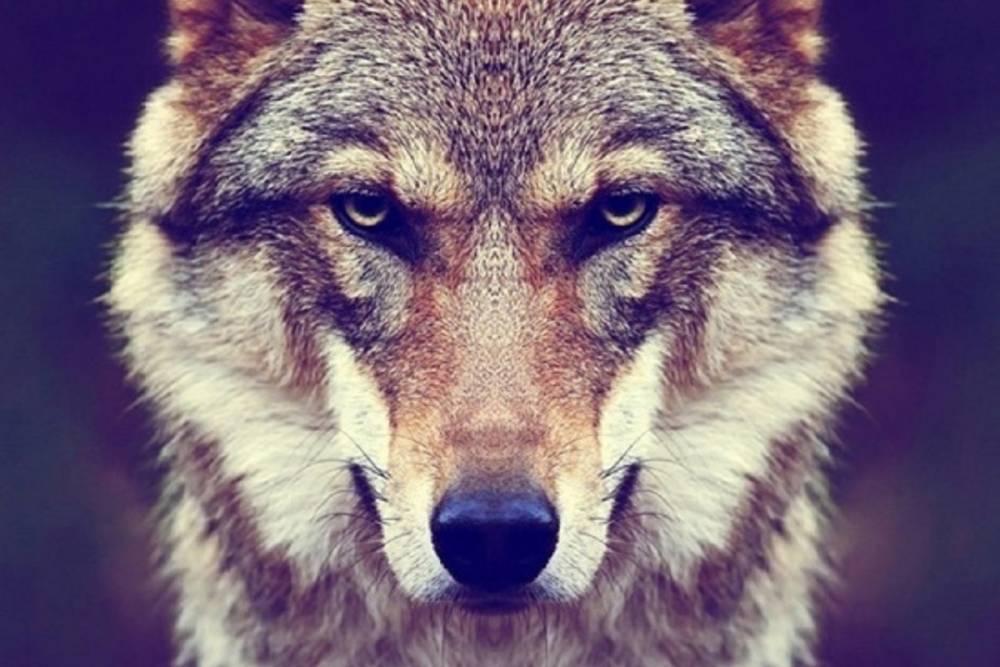 Волк, застреленный рядом с Демино не был бешеным