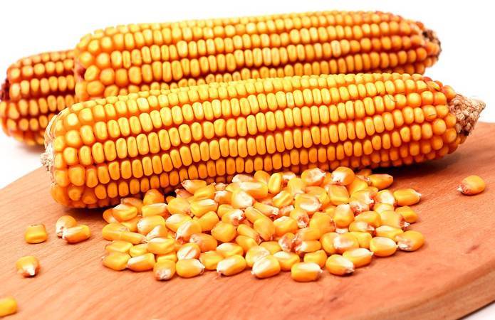 Цены на украинскую кукурузу в портах начали снижаться