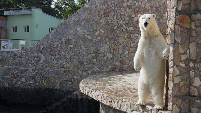Ленинградский зоопарк разыграет кормление белой медведицы Хаарчааны