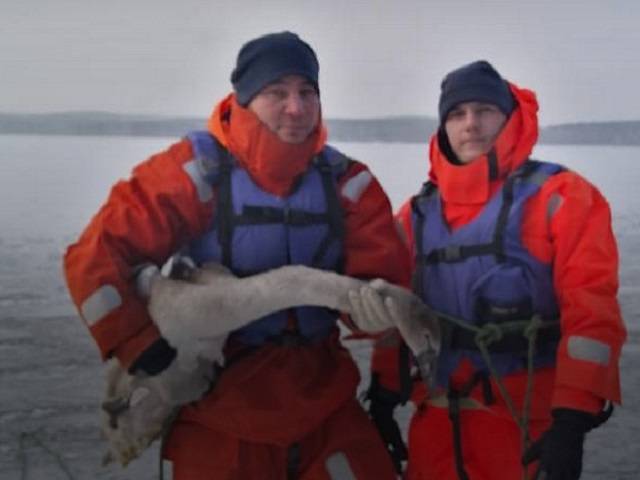 В Челябинской области спасли вмерзшего в лед лебедя