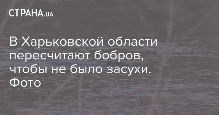В Харьковской области пересчитают бобров, чтобы не было засухи. Фото