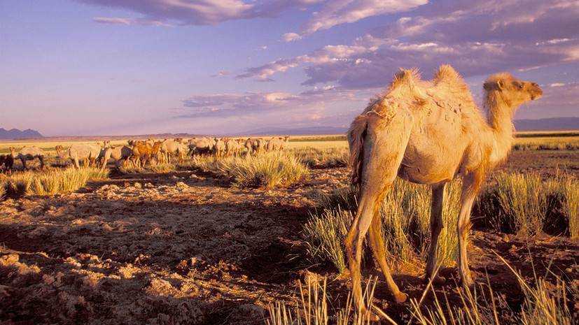 Безжизненная пустыня: почему климат Монголии становится необратимо жарким и сухим