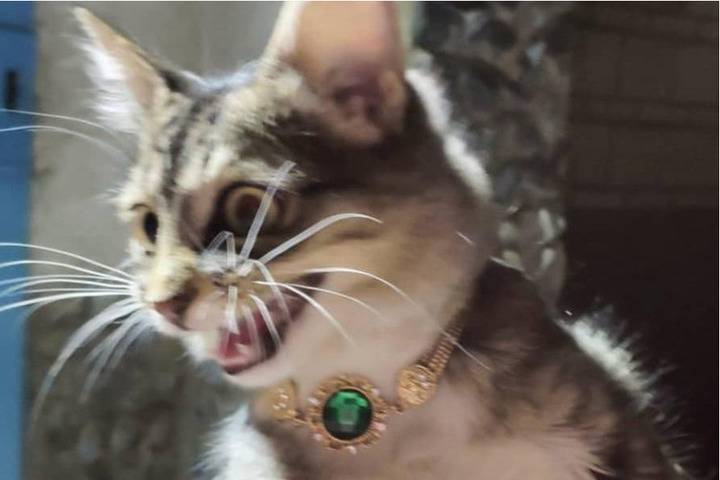 Кота-богача с изумрудным ожерельем нашли на улице в Новосибирске