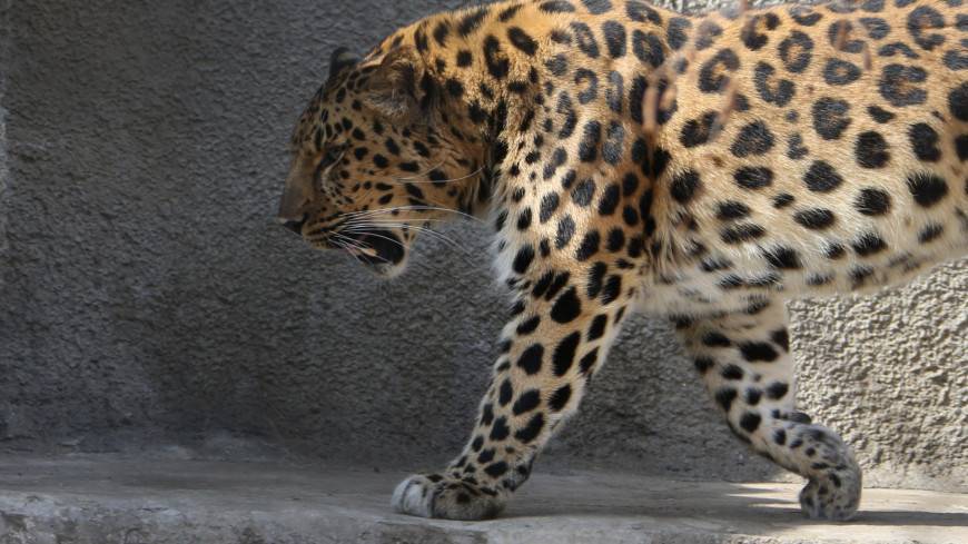 Россияне выбрали имя редкому дальневосточному леопарду