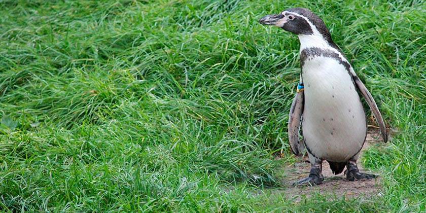 Тоскующих от одиночества пингвинов привезли погулять на футбольный стадион
