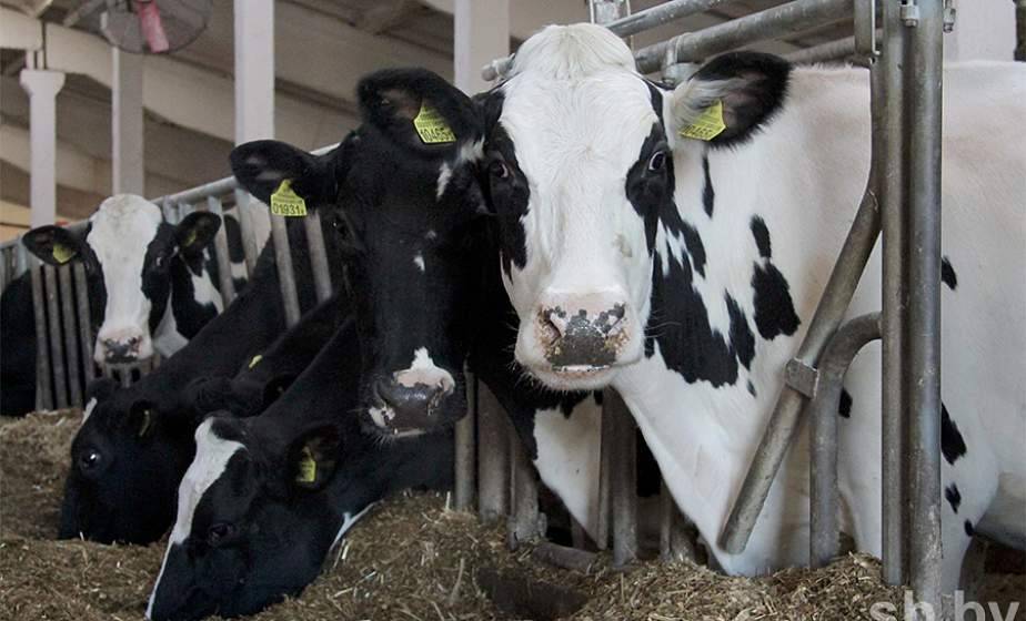 6000 кг молока от коровы. Как модернизация СПК поднимает эффективность хозяйств
