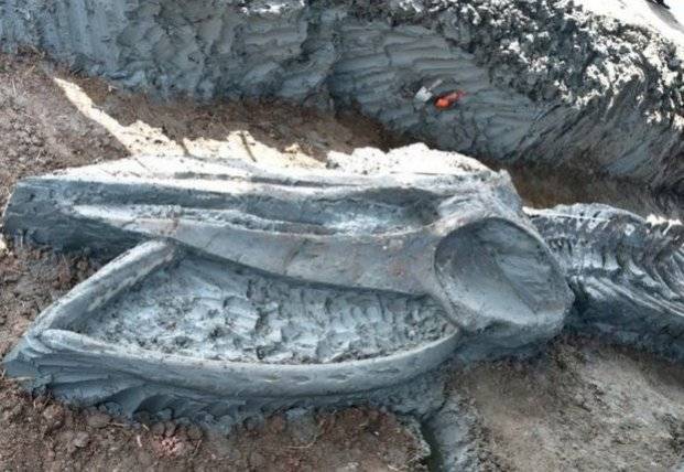 В Таиланде обнаружили останки кита, которым около 5 тысяч лет (фото)
