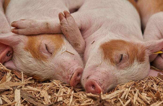 Валовый доход KSG Agro от реализации свиней превысил $7,4 млн