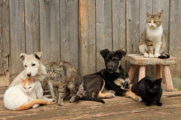 В СБУ точно подсчитали кошек и собак, съеденных во время голодомора