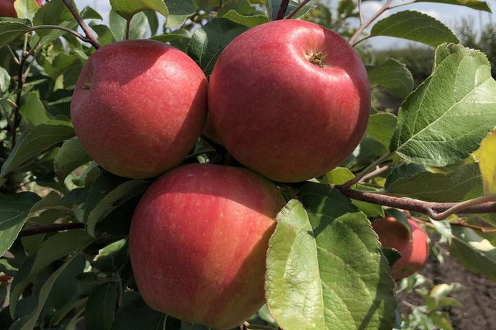 Мичуринские яблоки вошли в Топ 10 народного голосования «Вкусы России»