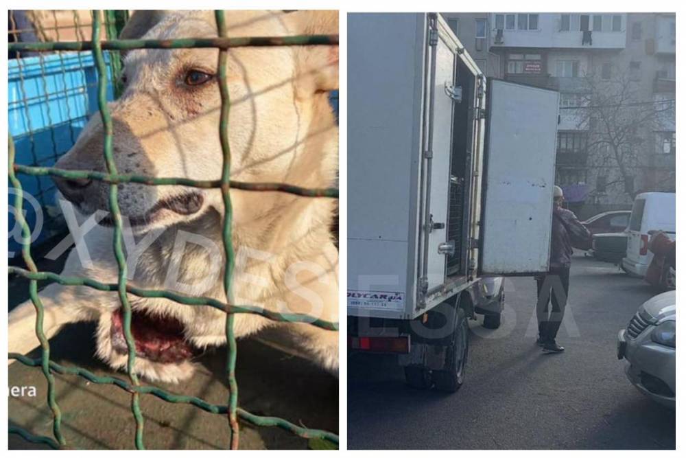 Изуверы порезали бездомных собак под Одессой: кадры дикости