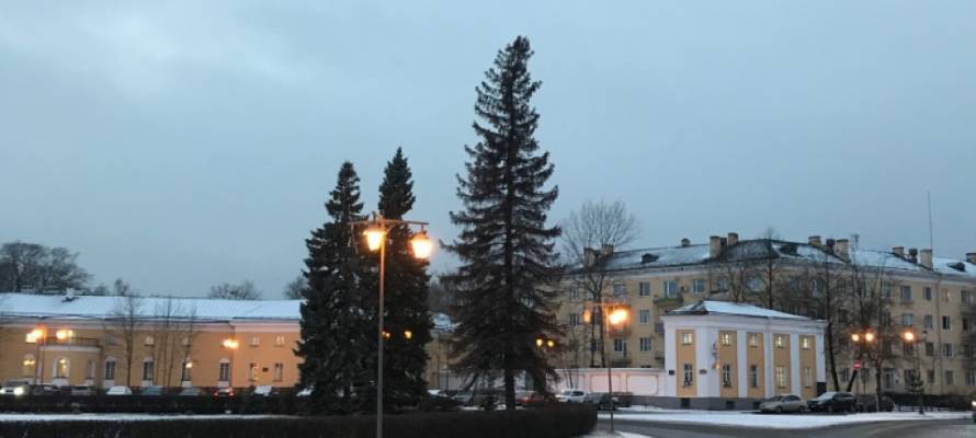 Голубые ели в Петрозаводске стали умирать после пересадки к памятнику Ленину