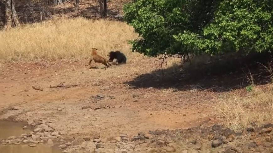 Схватка тигра с самым смертоносным медведем в мире попала на видео