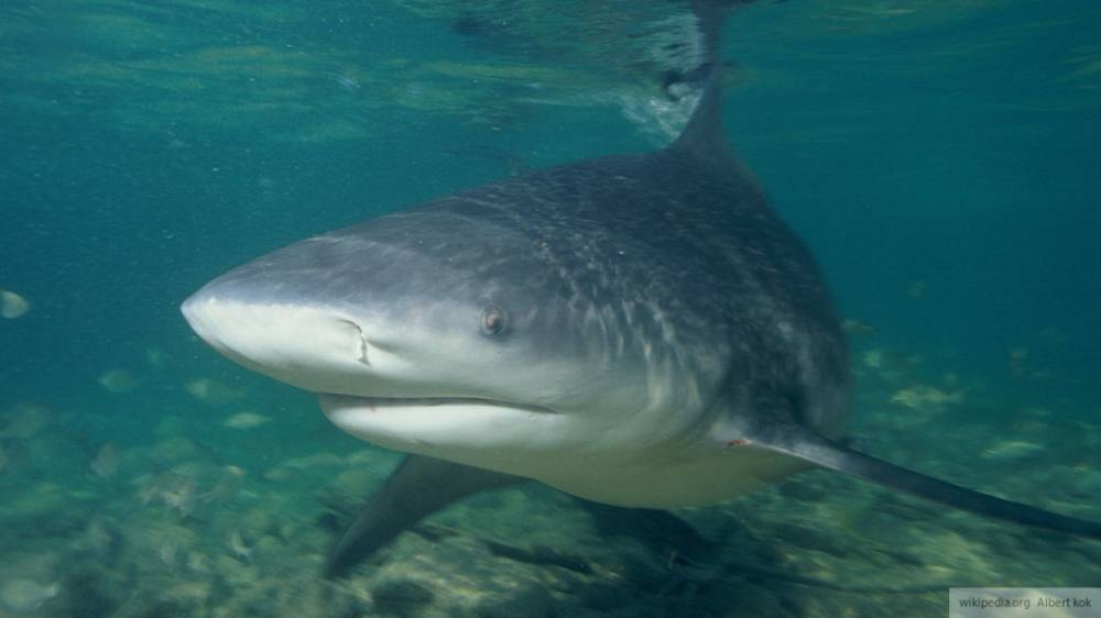 Фотограф снял встречу пловца и трехметровой акулы в США
