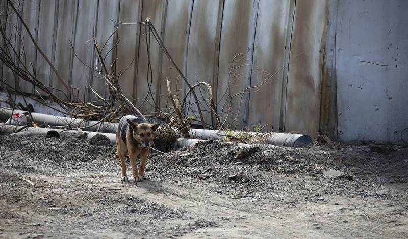 В Тобольске стаи собак нападают на прохожих