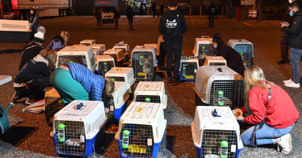 45 собак спасли от мясников и переправили из Китая в США