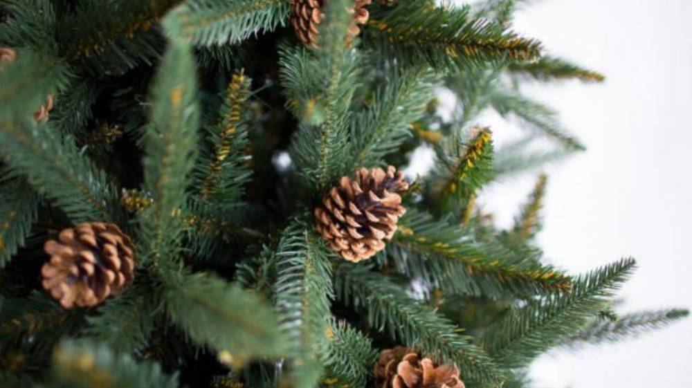 Обнародованы отпускные цены на новогодние елки: сколько украинцам придется выложить за зеленую красавицу