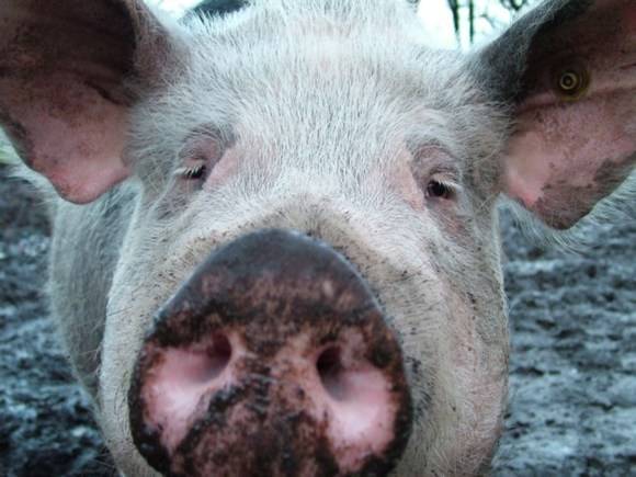 В Омской области сравнили коронавирус с африканской чумой и начали массово уничтожать свиней