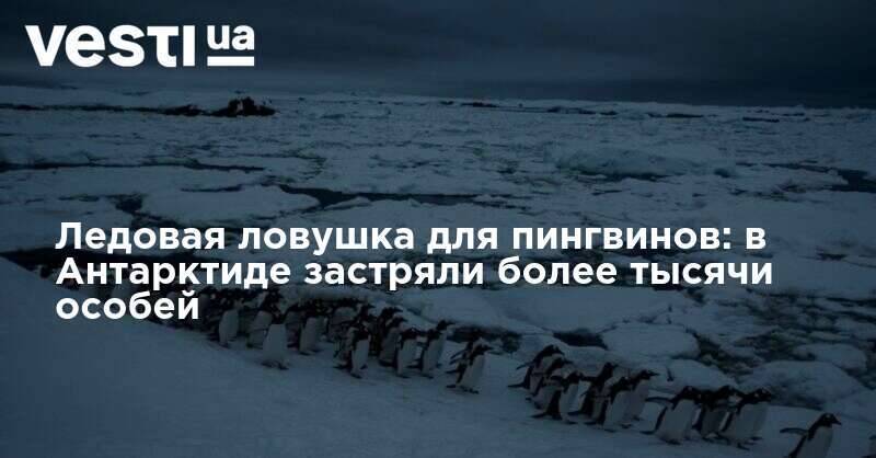 Ледовая ловушка для пингвинов: в Антарктиде застряли более тысячи особей