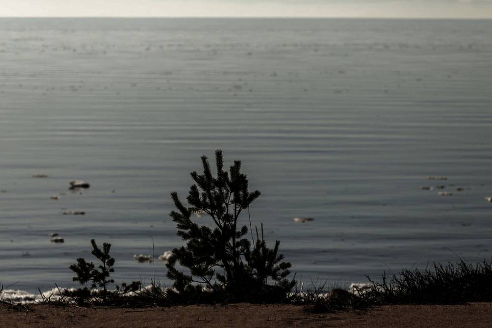 Человеческую ступню нашли на берегу Финского залива в Петербурге
