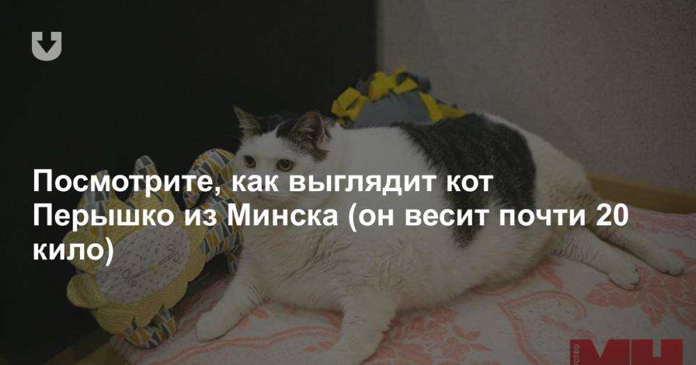 Посмотрите, как выглядит кот Перышко из Минска (он весит почти 20 кило)