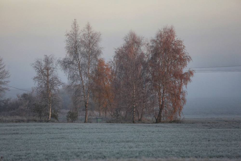 Мокрый снег ожидается в Беларуси 29 ноября