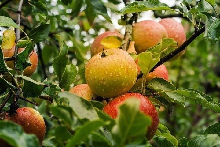 Три лидера по сбору урожая яблок определились на Ставрополье