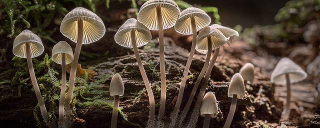 В Вашингтоне декриминализировали выращивание галлюциногенных грибов