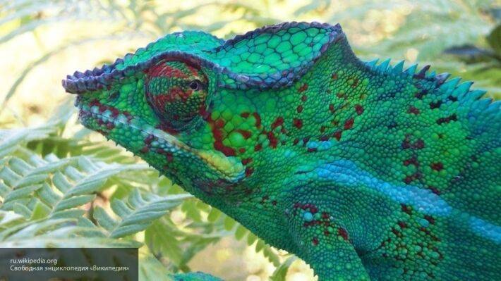 Считавшийся вымершим хамелеон был найден на Мадагаскаре