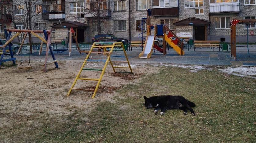 В Тюмени на детской площадке двое охотников убили собаку