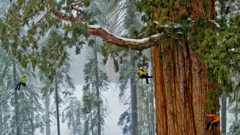 Деревья-гиганты поглощают огромное количество углерода, – учёные