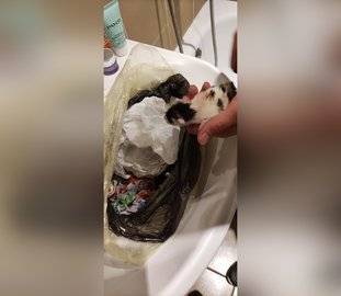 Жительница Уфы нашла в мусорном баке пакет, в котором выбросили живого новорождённого котёнка вместе с остальными отходами