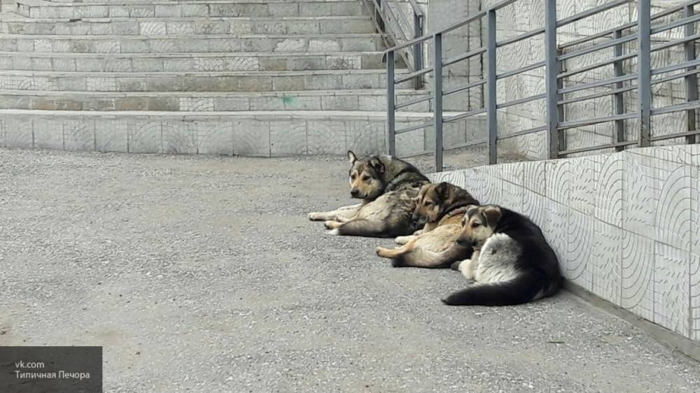 СК РФ завел уголовное дело после нападений бродячих собак в Астрахани