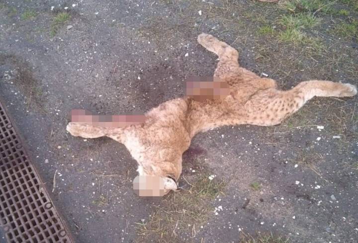 На трассе «Сортавала» в Ленобласти нашли мертвую молодую рысь