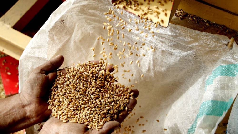 В Госрезерве Украины снова недостача тысяч тонн зерна на миллионы гривен