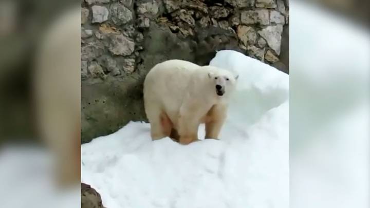В Московском зоопарке умерла белая медведица