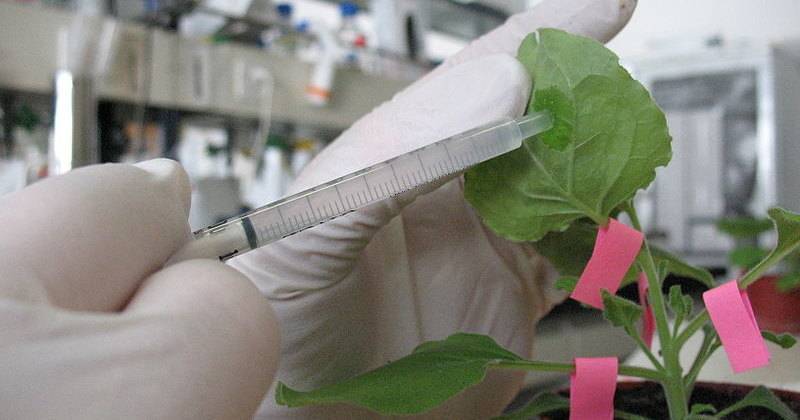 Вакцина от гриппа на основе табачных растений прошла испытания