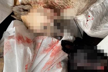 В российском приюте для животных массово убили собак