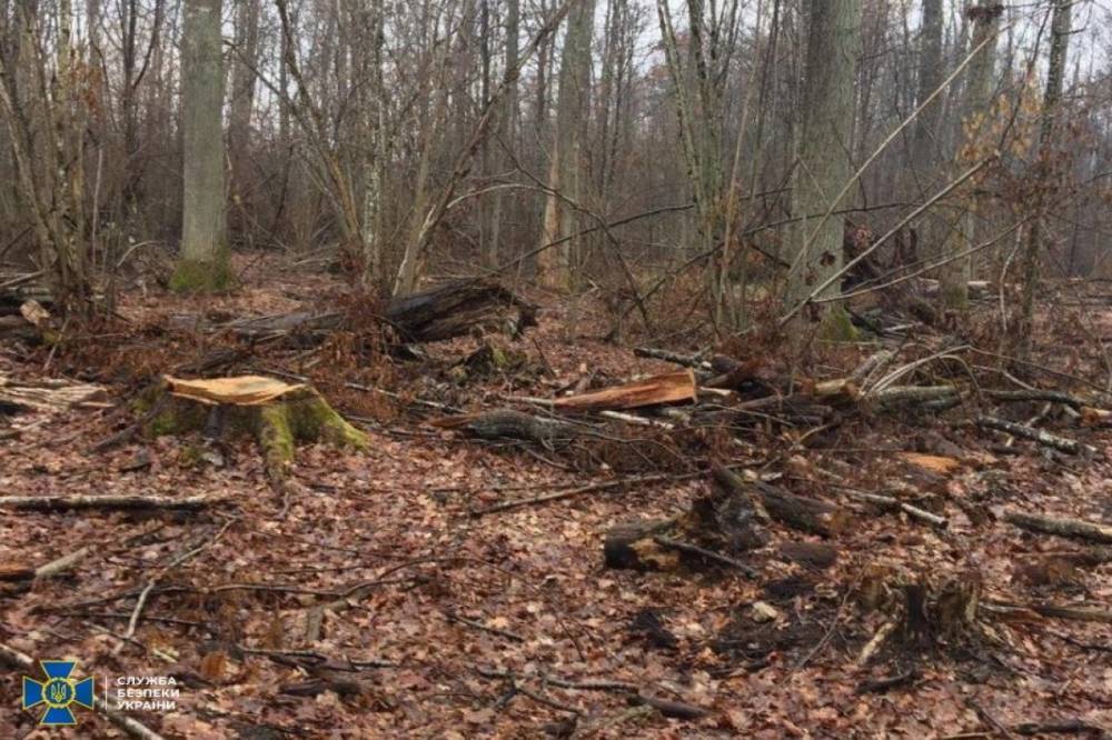 В Сумской области разоблачили незаконную вырубку леса более чем на 920 тысяч гривен