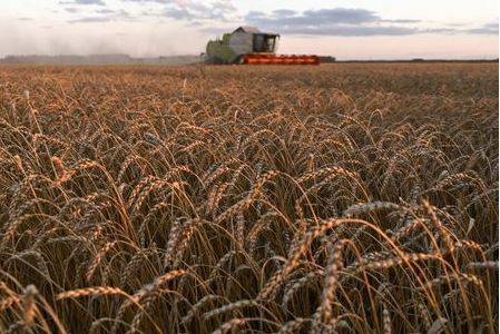 Экспортные цены пшеницы РФ подросли на прошлой неделе