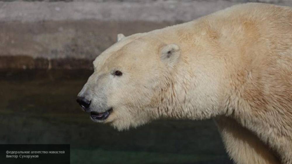 Белая медведица Мурма умерла в московском зоопарке от старости