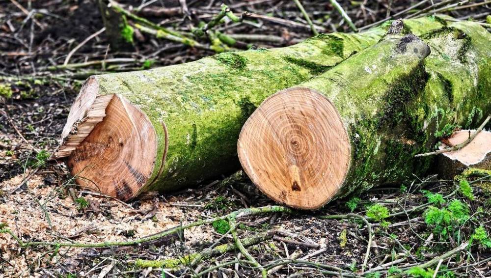 Двое жителей Тверской области незаконно спилили в лесу 10 берез