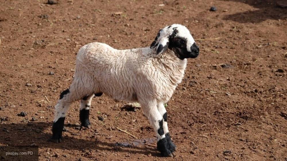 Археологи обнаружили на Алтае останки самых древних овец