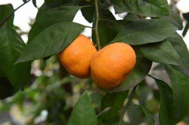 В ботаническом саду Запорожья на одном дереве созрели лимоны и апельсины (ФОТО)