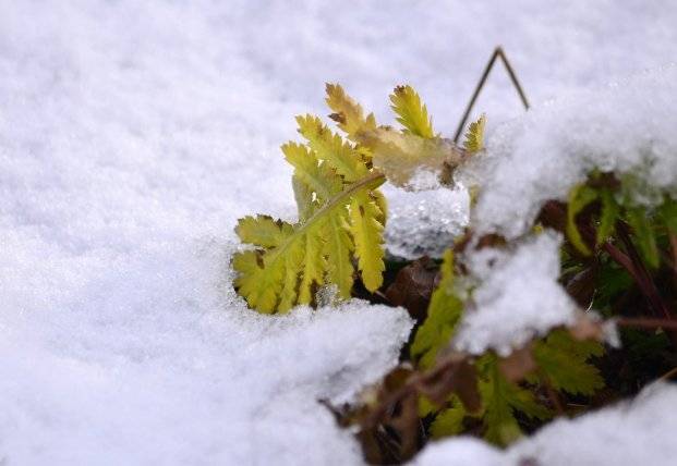 Прогноз погоды на 1 декабря: в Украине будет солнечно и снежно